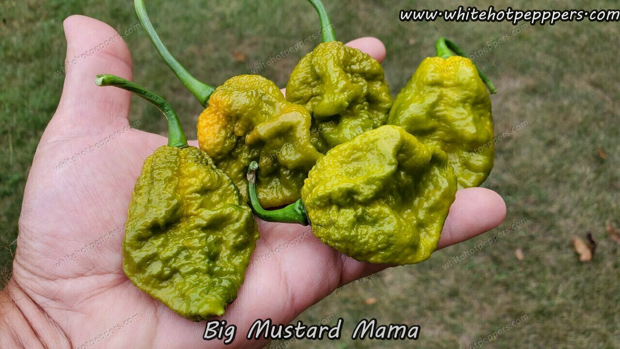 Big Mustard Mama - Pepper Seeds - White Hot Peppers