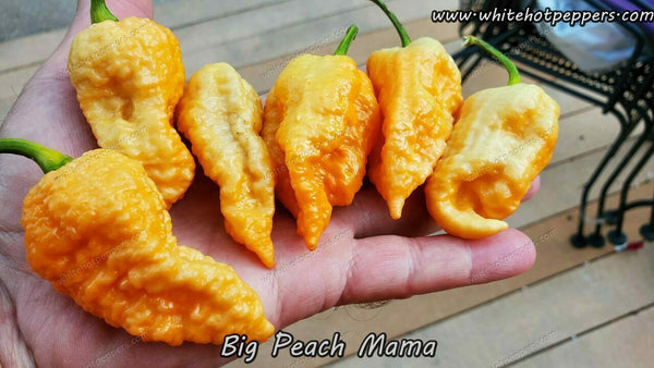 Big Peach Mama