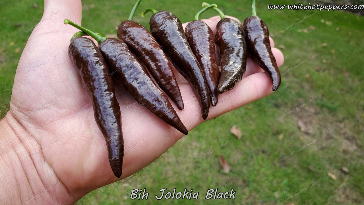 Bih Jolokia Black - Pepper Seeds - White Hot Peppers