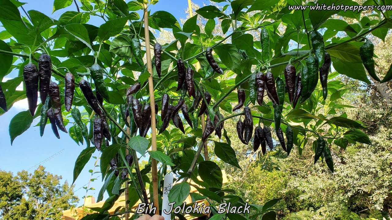 Bih Jolokia Black - Pepper Seeds - White Hot Peppers