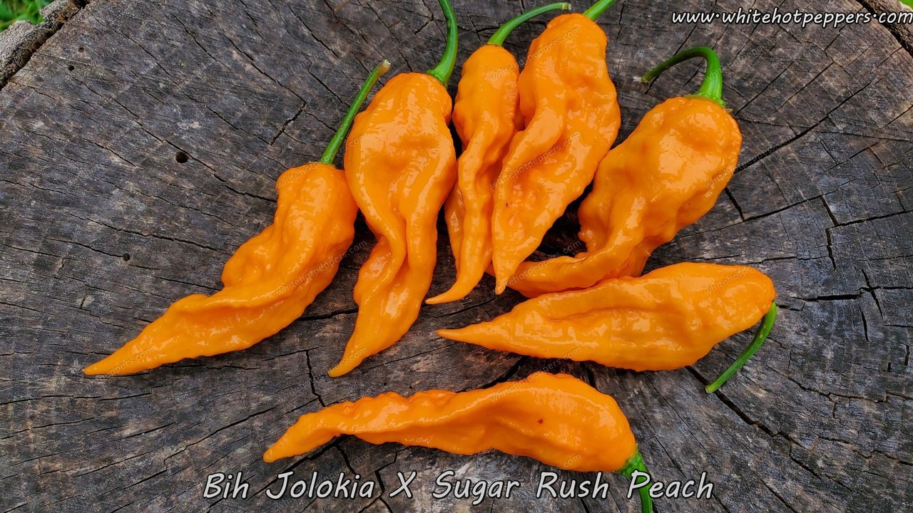 Bih Jolokia X Sugar Rush Peach White Hot Peppers Llc