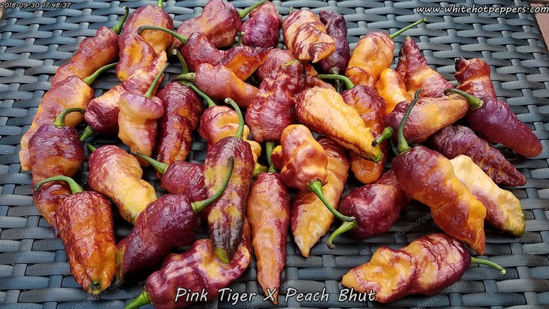 Pink Tiger x Peach Bhut - White Hot Peppers LLC