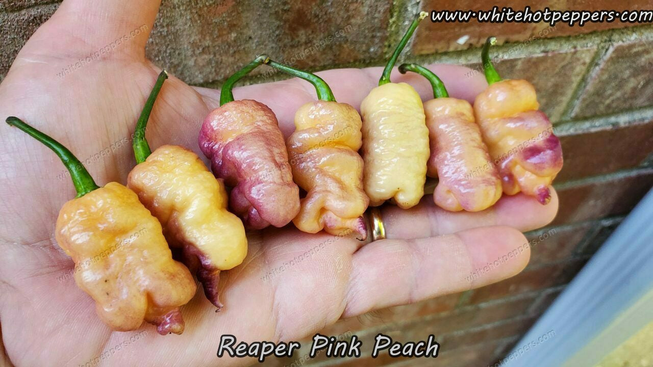 Peach Carolina Reaper Hot Pepper Seeds