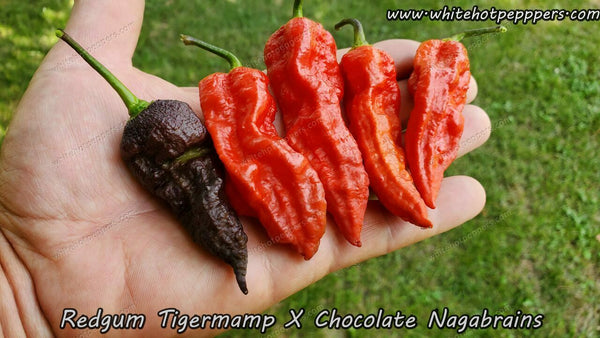 https://www.whitehotpeppers.com/cdn/shop/products/redgum-tigermamp-x-chocolate-nagabrains_600x.jpg?v=1668795389