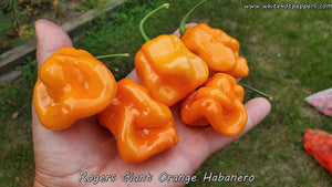 Roger's Habanero Giant Orange - Pepper Seeds - White Hot Peppers