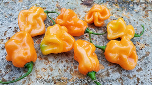 Roger's Habanero Giant Orange - Pepper Seeds - White Hot Peppers