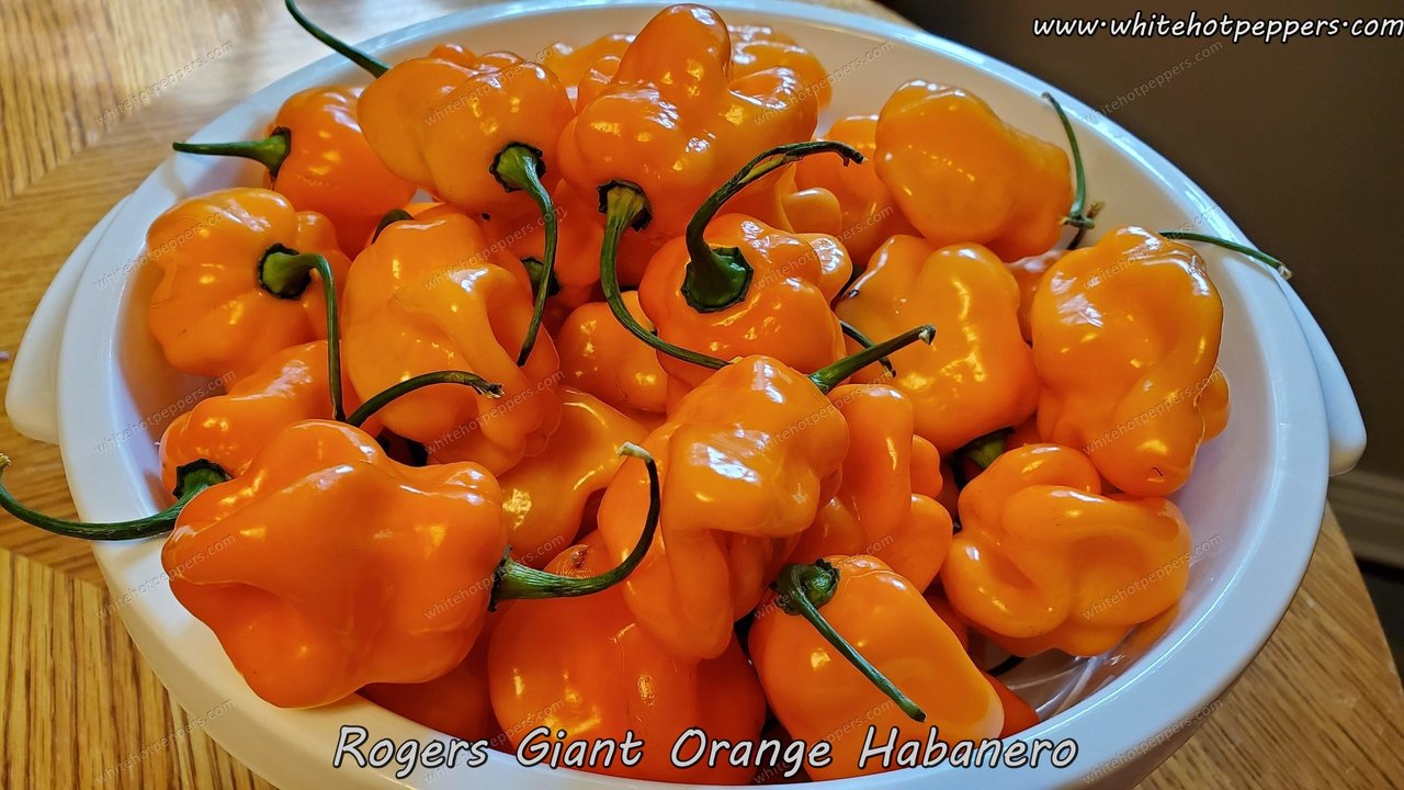 Roger's Habanero Giant Orange - Pepper Seeds - White Hot Peppers