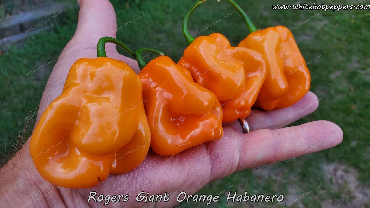 Roger's Habanero Giant Orange - Pepper Seeds - White Hot Peppers