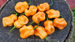 Roger's Habanero Giant Orange - Pepper Seeds - White Hot Peppers