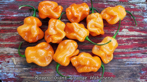 Roger's Habanero Giant Orange - Pepper Seeds - White Hot Peppers