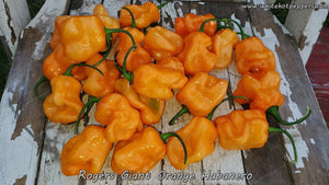 Roger's Habanero Giant Orange - Pepper Seeds - White Hot Peppers