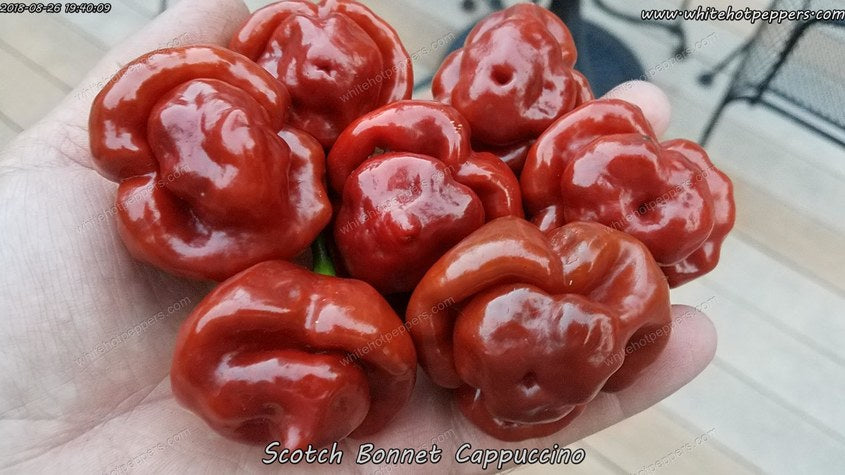 Scotch Brains - White Hot Peppers LLC