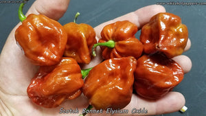 Products Tagged Scotch Bonnet - White Hot Peppers LLC