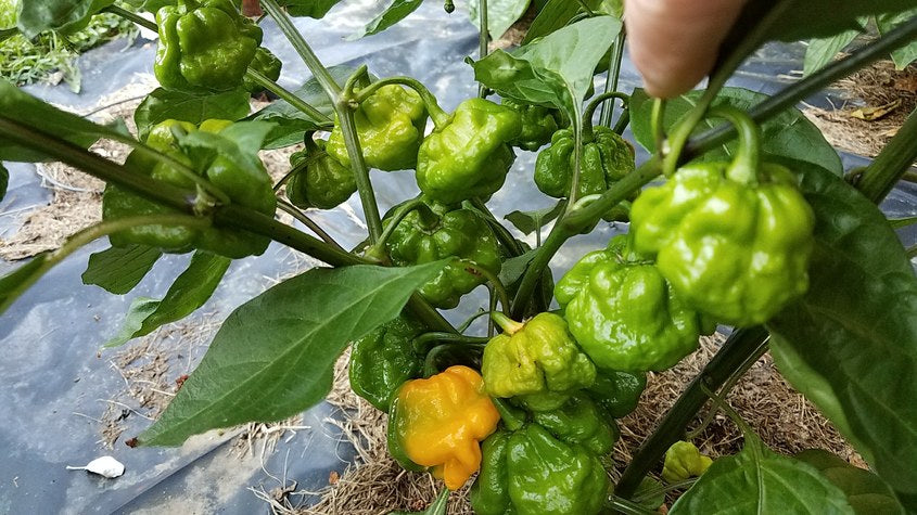 Scotch Bonnet Schneider Farms - Pepper Seeds - White Hot Peppers