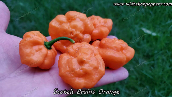 Scotch Brains Orange